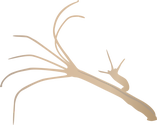 Illustration of Hydra spp. undergoing the budding process (Asexual Reproduction)