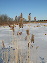 Frozen marsh along the barrier beach trail at Wells National Estuarine Research Reserve. This view looks toward the Little River. 