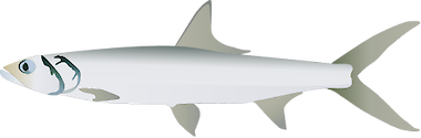Illustration of Elops saurus (Ladyfish)