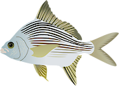 Illustration of Diapterus plumieri (Striped Mojarra)