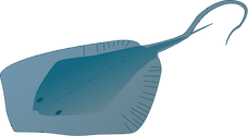 Illustration of Dasyatis americana (Southern Stingray)