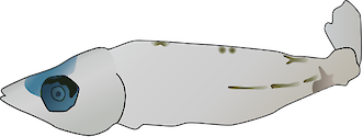 Illustration of Lates calcarifer (Barramundi) larva