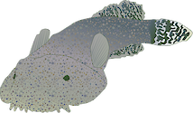 Illustration of Gobiesox strumosus (Skilletfish)