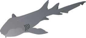 Illustration of Ginglymostoma cirratum (Nurse Shark)