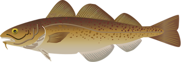 Illustration of Gadus morhua (Atlantic Cod)