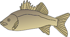 Illustration of Macquaria novemaculeata (Australian Bass)