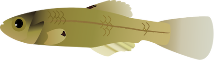 Illustration of Lucania parva (Rainwater Killifish)