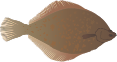 Illustration of Limanda ferruginea (Yellowtail Flounder)