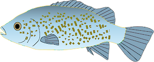 Illustration of Leiopotherapogon unicolor (Spangled Perch)