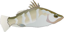 Illustration of Lates calcarifer (Barramundi) postlarval juvenile