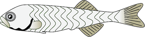 Illustration of Morone saxatilis (Striped Bass) feeding larvae