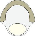 Illustration of Morone saxatilis (Striped Bass) egg