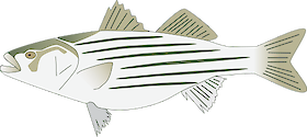 Illustration of Morone saxatilis (Striped Bass)
