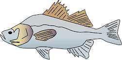 Illustration of Morone americana (White Perch)