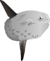 Illustration of Mola mola (Ocean Sunfish)