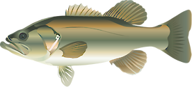 Illustration of Micropterus salmoides (Largemouth Bass)
