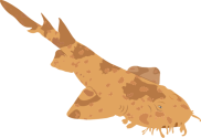 Illustration of Orectolobus spp. (Wobbegong)