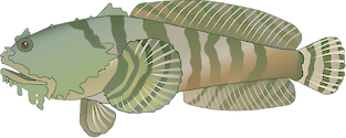 Illustration of Opsanus tau (Oyster Toadfish)
