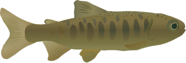 Illustration of Oncorhynchus kisutch (Coho Salmon) parr