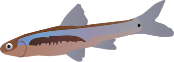 Illustration of Notropis girardi (Arkansas River Shiner)