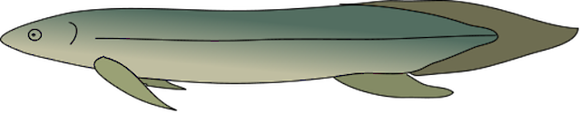 Illustration of Neoceratodus forsteri (Australian Lungfish)