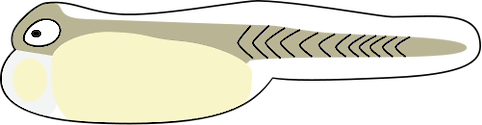 Illustration of Morone saxatilis (Striped Bass) yolk sac larvae