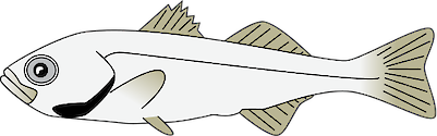 Illustration of Morone saxatilis (Striped Bass) juvenile