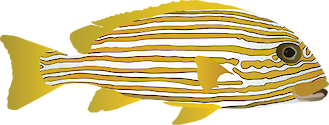 Illustration of Plectorhinchus polytaenia (Ribboned Sweetlips)