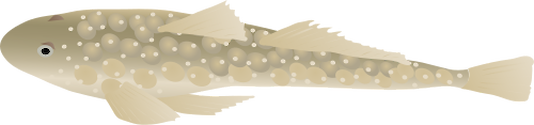 Illustration of Platycephalus spp. (Flathead)