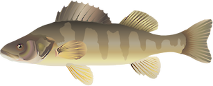 Illustration of Perca flavescens (Yellow Perch)