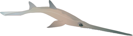 Illustration of Pristiophorus spp. (Saw Shark)