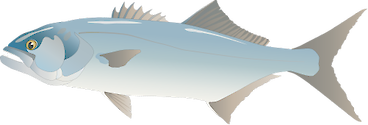 Illustration of Pomatomus saltatrix (Bluefish)