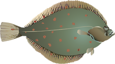 Illustration of Pleuronectes platessa (European Plaice)