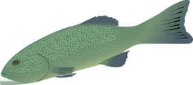 Illustration of Plectropomus spp. (Coral Trout)