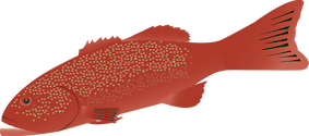Illustration of Plectropomus leopardus (Coral Trout)