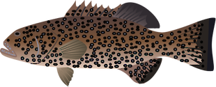 Illustration of Plectropomus areolatus (Squaretail Coralgrouper)