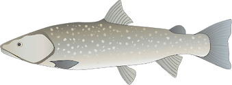 Illustration of Salvelinus confluentus (Bull Trout)
