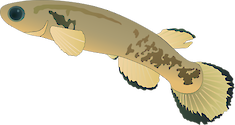 Illustration of Rivulus marmoratus (Mangrove Killifish)