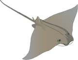 Illustration of Rhinoptera bonasus (Cownose Ray)