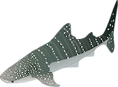 Illustration of Rhincodon typus (Whale Shark)