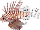 Illustration of Pterois volitans (Red Lionfish)