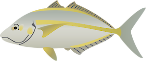 Illustration of Pseudocaranx dentex (White Trevally)