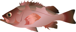 Illustration of Sebastes crameri (Darkblotched Rockfish)