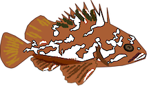 Illustration of Sebastes carnatus (Gopher Rockfish)