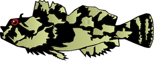 Illustration of Scorpaenichthys marmoratus (Cabezon)