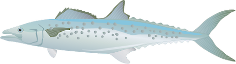 Illustration of Scomberomorus munroi (Australian Spotted Mackerel)