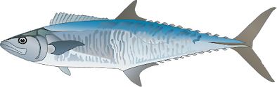 Illustration of Scomberomorus cavalla (King Mackerel)