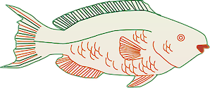Illustration of Scarus spp. (Parrotfish)