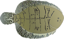 Illustration of Trinectes maculatus (Hogchoker)