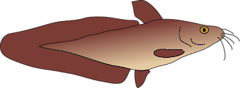 Illustration of Tandanus tandanus (Eel-tailed Catfish)